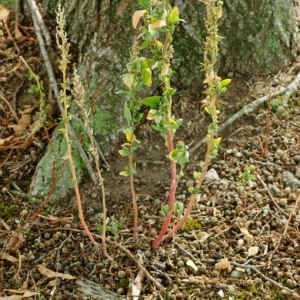 Photographie n°89398 du taxon Amaranthus retroflexus L. [1753]