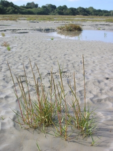 Gael LECHAPT, le 15 juin 2012 (France métropolitaine (Baie de beaussais))