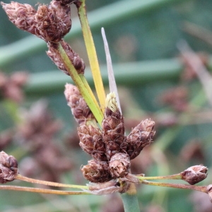 Photographie n°89408 du taxon Scirpus lacustris L. [1753]