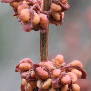  - Rumex rupestris Le Gall [1850]