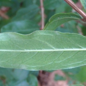 Photographie n°89429 du taxon Punica granatum L.