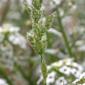 Agrostis alba var. minor Vasey (Polypogon vert)