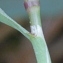  Marie  Portas - Polypogon viridis (Gouan) Breistr. [1966]