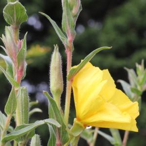 Photographie n°89472 du taxon Oenothera stricta Ledeb. ex Link [1821]