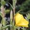  Marie  Portas - Oenothera stricta Ledeb. ex Link