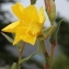  Marie  Portas - Oenothera stricta Ledeb. ex Link [1821]