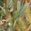  Marie  Portas - Oenothera stricta Ledeb. ex Link [1821]