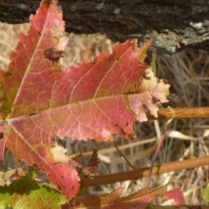 Photographie n°89480 du taxon Acer ginnala Maxim. [1857]