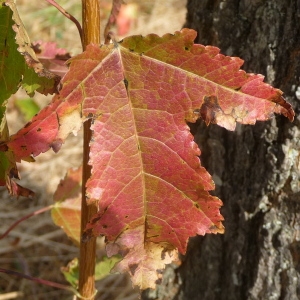 Photographie n°89482 du taxon Acer ginnala Maxim. [1857]