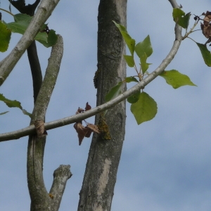 Photographie n°89557 du taxon Populus nigra L. [1753]