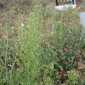 Photographie n°89566 du taxon Erigeron canadensis L. [1753]