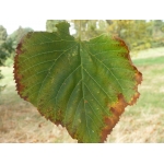 Tilia dasystyla Stev. (Tilleul)