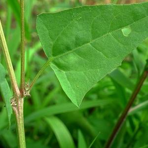 Photographie n°89633 du taxon Atriplex prostrata Boucher ex DC. [1805]