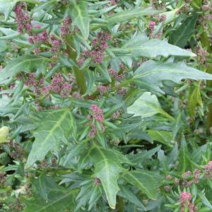 Photographie n°89640 du taxon Chenopodium rubrum L.