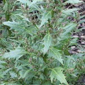 Photographie n°89641 du taxon Chenopodium rubrum L.