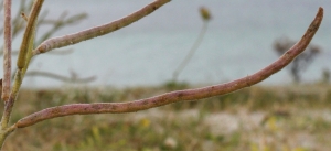 Marie  Portas, le  9 septembre 2012 (Île-de-Batz)