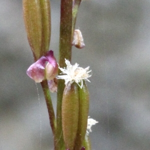 Abbotia palustris (L.) Raf. (Troscart des marais)