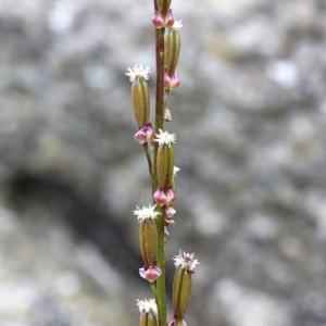 Photographie n°89646 du taxon Triglochin palustris L.