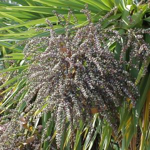 Cordyline australis (G.Forst.) Endl. (Cordyline)