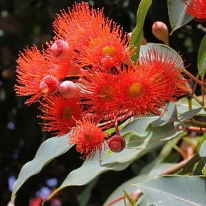 Corymbia ficifolia (F.Muell.) K.D.Hill & L.A.S.Johnson