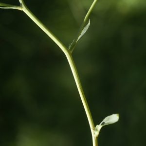 Photographie n°89657 du taxon Hieracium villosum Jacq. [1762]