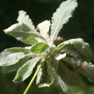 Photographie n°89658 du taxon Hieracium villosum Jacq. [1762]