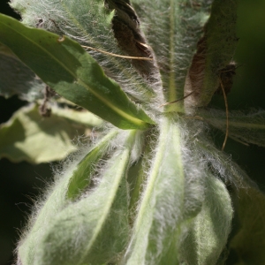 Photographie n°89660 du taxon Hieracium villosum Jacq. [1762]