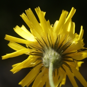 Photographie n°89662 du taxon Hieracium villosum Jacq. [1762]