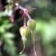  Liliane Roubaudi - Geranium pratense L. [1753]