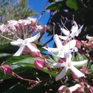 Photographie n°89680 du taxon Clerodendron trichotomum Thunb.