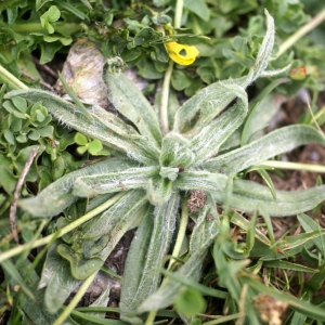  - Plantago monosperma Pourr. [1788]