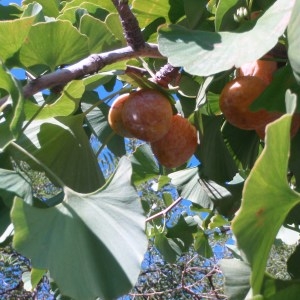 Photographie n°89692 du taxon Ginkgo biloba L. [1771]