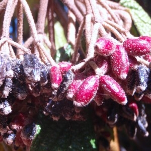 Photographie n°89699 du taxon Viburnum rhytidophyllum Hemsl. [1888]