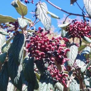 Photographie n°89700 du taxon Viburnum rhytidophyllum Hemsl. [1888]