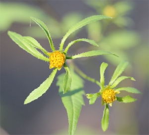 Etienne Aspord, le 15 septembre 2012 (Aix-en-Provence)
