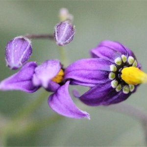 Photographie n°89713 du taxon Solanum dulcamara L. [1753]