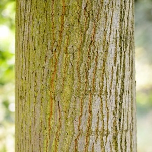 Photographie n°89715 du taxon Tilia tomentosa Moench [1785]