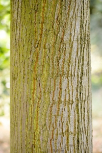 Laurent JOYEUX, le 10 septembre 2012 (Rocquencourt (Arboretum de Chèvreloup))