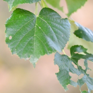 Photographie n°89717 du taxon Tilia tomentosa Moench [1785]