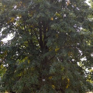 Photographie n°89720 du taxon Tilia tomentosa Moench [1785]