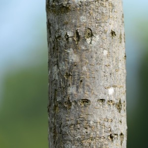 Photographie n°89788 du taxon Morus nigra L. [1753]