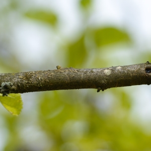 Photographie n°89789 du taxon Morus nigra L. [1753]