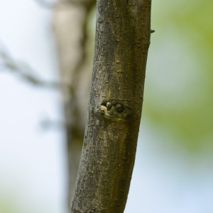 Photographie n°89790 du taxon Morus nigra L. [1753]