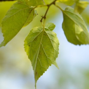 Photographie n°89791 du taxon Morus nigra L. [1753]