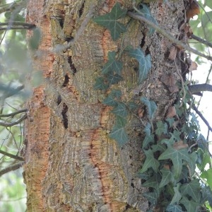 Photographie n°89865 du taxon Quercus suber L. [1753]