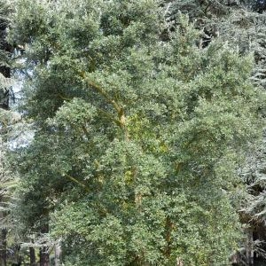 Photographie n°89870 du taxon Quercus suber L. [1753]