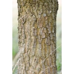 Quercus brachyphylloides Vuk. (Chêne des Apennins)