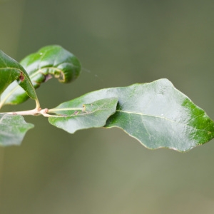 Photographie n°89906 du taxon Quercus virgiliana (Ten.) Ten. [1838]