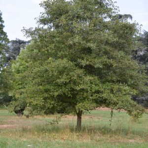  - Quercus virgiliana (Ten.) Ten. [1838]