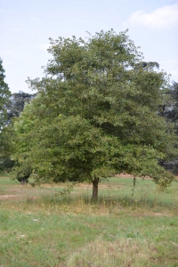 Laurent JOYEUX, le 10 septembre 2012 (Rocquencourt (Arboretum de Chèvreloup))